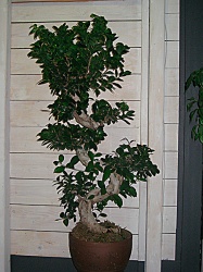 bonsai-megalo