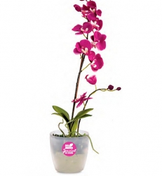 Roto-for-orchids